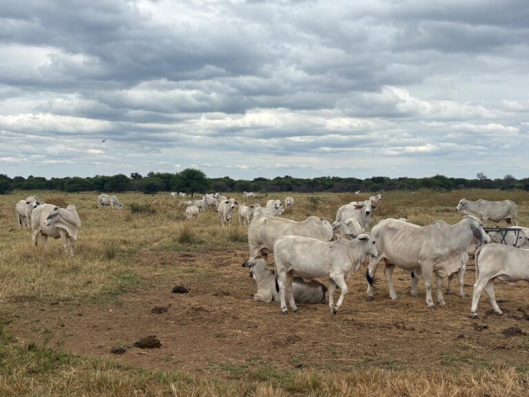 WhatsApp Image 2026-02-25 at 08.18