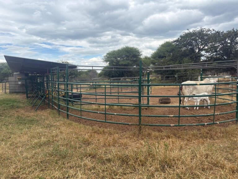 WhatsApp Image 2026-02-25 at 08.18