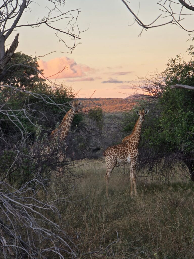 WhatsApp Image 2026-04-08 at 12.28