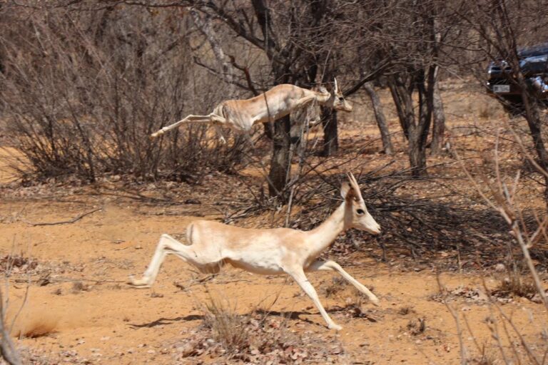 WhatsApp Image 2026-04-09 at 11.50