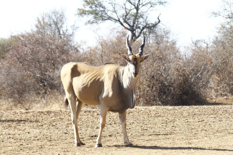 Eland