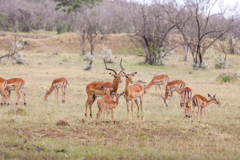 Impala Herd
